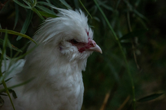 Gallus gallus domesticus