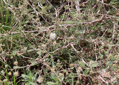 Mimosa aculeaticarpa