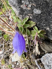 Adenophora morrisonensis