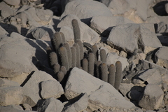 Loxanthocereus acanthurus