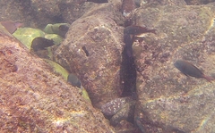 Acanthurus nigrofuscus