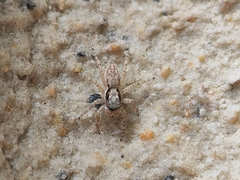 Menemerus bivittatus