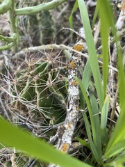 Hamatocactus setispinus