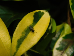 Prosopochrysa vitripennis