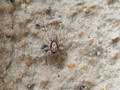 Menemerus bivittatus