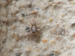 Menemerus bivittatus
