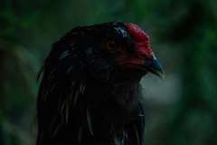 Gallus gallus domesticus