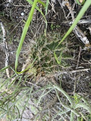 Hamatocactus setispinus