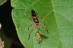 Zelus armillatus