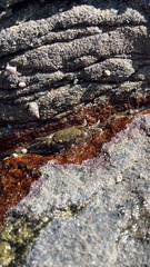 Hemigrapsus oregonensis