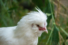 Gallus gallus domesticus