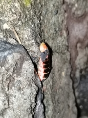 Photinus
