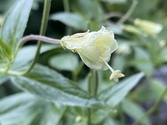 Epilobium luteum