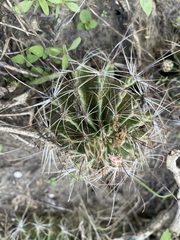 Hamatocactus setispinus