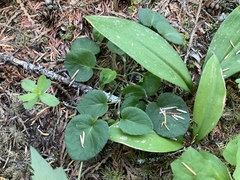 Clintonia uniflora