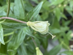 Epilobium luteum