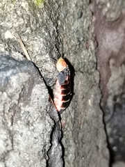 Photinus