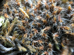 Syntrichia ruralis