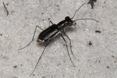 Cicindela abdominalis