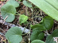 Viola orbiculata