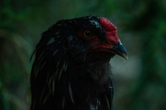 Gallus gallus domesticus