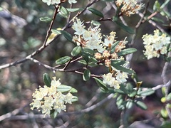 Phebalium squamulosum