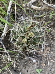 Hamatocactus setispinus