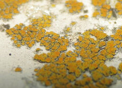 Candelariella aurella