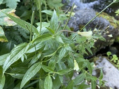 Epilobium luteum