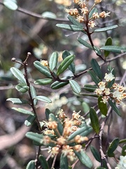 Phebalium squamulosum