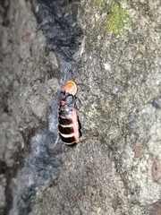 Photinus
