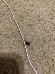 Castianeira descripta