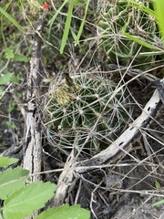 Hamatocactus setispinus