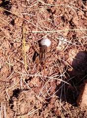 Lycosidae