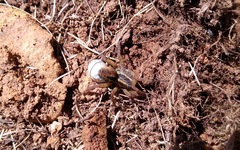 Lycosidae
