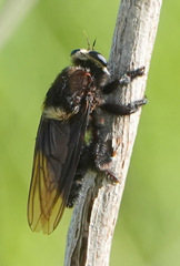 Mallophora leschenaulti
