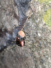 Photinus
