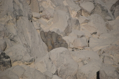 Haageocereus pseudomelanostele