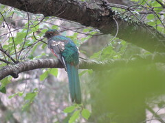 Trogon mexicanus