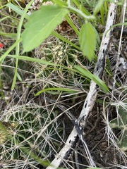 Hamatocactus setispinus