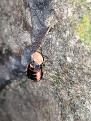 Photinus