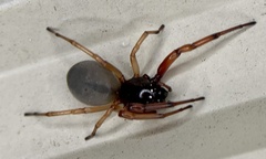 Trachelas tranquillus