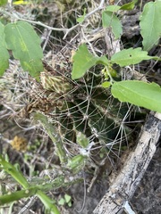 Hamatocactus setispinus