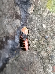 Photinus