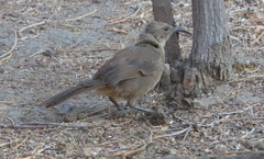 Toxostoma redivivum