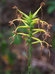 Platanthera ciliaris