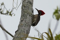 Dryocopus lineatus