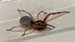 Trachelas tranquillus