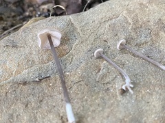 Entoloma infula