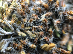 Syntrichia ruralis